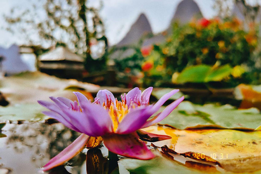 賞山悅水·擁抱自然——萬(wàn)達(dá)業(yè)2020金秋陽(yáng)朔之旅